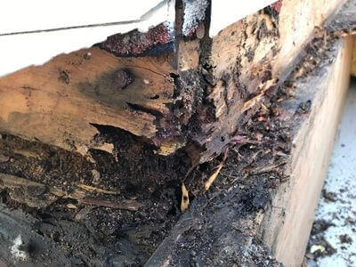 Professional water damage restoration services in Quartz Hill - CleanRipple Co